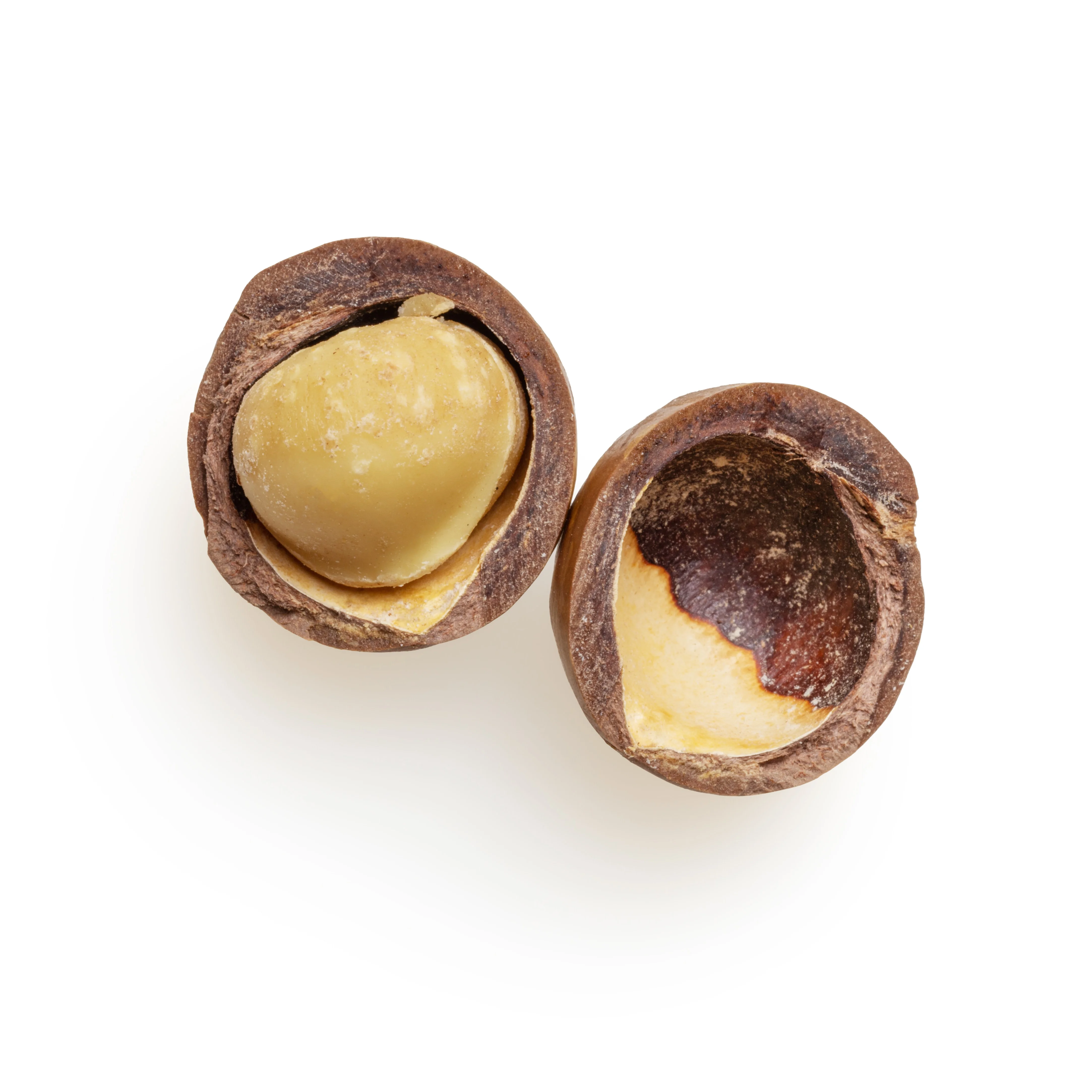 nuez de macadamia