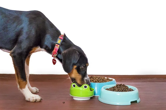 comida perros